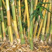 PHOTO OF ALPHONSE KARR HEDGING BAMBOO: NEW SHOOTS