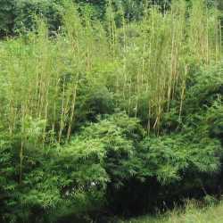 PHOTO OF ALPHONSE KARR HEDGING BAMBOO: DENSE, HARDY AND ORNAMENTAL BAMBOO SCREEN OR WINDBREAK