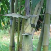 PHOTO OF GHOST BAMBOO SHOOTS: AMOENUS