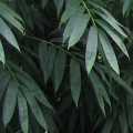 PHOTO OF FOLIAGE OF AMOENUS: WHITE BAMBOO