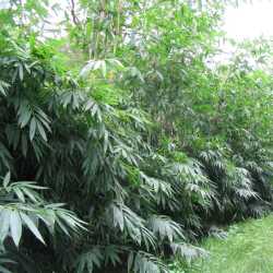 PHOTO OF DENDROCALAMUS MINOR AMOENUS: COLD HARDY LARGE LEAFED TROPICAL LOOKING BAMBOO