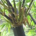 PHOTO OF ATRO: JAVA BLACK BAMBOO