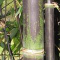 PHOTO OF ATRO: JAVA BLACK BAMBOO