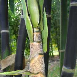 PHOTO OF GIGANTOCHLOA ATROVIOLACEA: HALF GROWN SHOOT