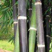 PHOTO OF ATRO: BLACK TIMBER BAMBOO FROM JAVA