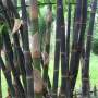 PHOTO OF JAVA BLACK BAMBOO