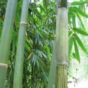 PHOTO OF ATTER BAMBOO: GOOD SHOOTS AND TIMBER BAMBOO