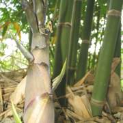 PHOTO OF ATTER BAMBOO SHOOTS: SWEETSHOOT BAMBOO