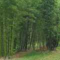 PHOTO OF BAMBOO GROVES AT BAMBOO WHOLESALE