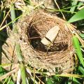 PHOTO OF VACATED NEST: BIRDS LOVE BAMBOO