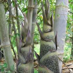 PHOTO OF BLACK BRANDISII BAMBOO SHOOTS: DIFFERENT CLONES HAVE DIFFERENT SHOOTS