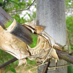 PHOTO OF BLACK BRANDISII BAMBOO: VELVET COVERED BLACK BAMBOO