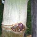 PHOTO OF BLACK BRANDISII BAMBOO: NEW CULM COVERED IN WHITE VELVET