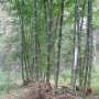 PHOTO OF BLACK BRANDISII BAMBOO