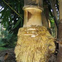 PHOTO OF DENDROCALAMUS ASPER: STRONG ROOT GROWTH FROM LOWER NODES