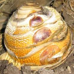 PHOTO OF RHIZOME OF BLACK ASPER BAMBOO: BETUNG HITAM