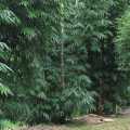 PHOTO OF DENDROCALAMUS ASPER HITAM: GIANT BLACK BAMBOO FROM JAVA