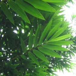 PHOTO OF BLACK ASPER BAMBOO: LARGE LEAVES
