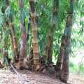 PHOTO OF NEW CULMS OF BLACK ASPER BAMBOO: DENDROCALAMUS ASPER HITAM