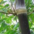 PHOTO OF BLACK ASPER BAMBOO: BETUNG HITAM