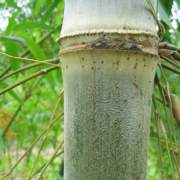 PHOTO OF BRANDISII BAMBOO: LARGE VELVET COVERED BAMBOO