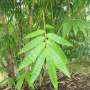 PHOTO OF BRANDISII BAMBOO