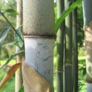 PHOTO OF BLUE BAMBOO: BAMBUSA CHUNGII