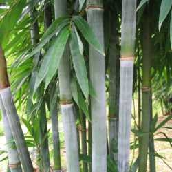 PHOTO OF BAMBUSA LINGNANIA CHUNGII: THE EMPERORS BLUE BAMBOO