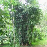 PHOTO OF BAMBUSA LINGNANIA CHUNGII: CLASSIC ORNAMENTAL BAMBOO