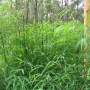 PHOTO OF HYMALAYAN WEEPING BAMBOO