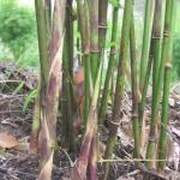 PHOTO OF SHOOTS OF HYMALAYAN WEEPING BAMBOO