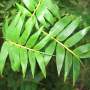 PHOTO OF STRIPE STEMMED FERN LEAFED HEDGING BAMBOO