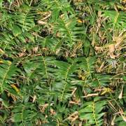 PHOTO OF STRIPESTEM FERNLEAF HEDGING BAMBOO: VERY SMALL LEAVES