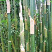 PHOTO OF NEW SHOOTS OF FASCA OR  FUSCA BAMBOO