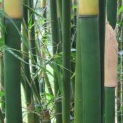 PHOTO OF FASCA: DARK WEAVERS BAMBOO