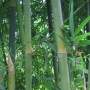 PHOTO OF DARK WEAVERS BAMBOO