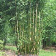 PHOTO OF BAMBUSA TEXTILIS FASCA: THE DARK WEAVERS BAMBOO