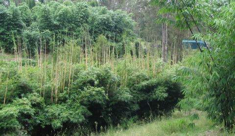 PHOTO OF OUR HOME SWEET HOME: BAMBOO AND BUSHLAND