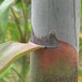 PHOTO OF DENDROCALAMUS GIGANTEUS: GIANT BAMBOO