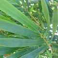 PHOTO OF GRACILIS: SLENDER WEAVERS BAMBOO