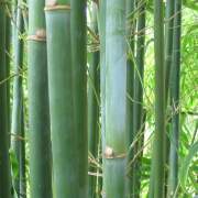 PHOTO OF GRACILIS: SLENDER WEAVERS BAMBOO