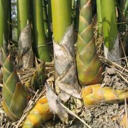 PHOTO OF GRACILIS - SLENDER WEAVERS BAMBOO: NEW SHOOTS AND RHIZOME