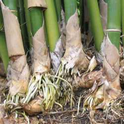 PHOTO OF GRACILIS - SMALL WEAVERS BAMBOO: NEW ROOT GROWTH