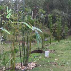 PHOTO OF BARE ROOTED GRACILIS AT PLANTING TIME