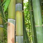 PHOTO OF LATIFLORUS: GIANT TIMBER BAMBOO FROM TAIWAN