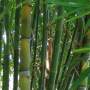 PHOTO OF TAIWANESE GIANT BAMBOO