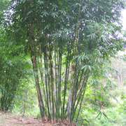 PHOTO OF DENDROCALAMUS LATIFLORUS: TAIWANESE GIANT BAMBOO