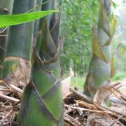 PHOTO OF OLDHAMI BAMBOO SHOOTS