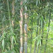 PHOTO OF WEAVERS BAMBOO SHOOTS