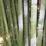 PHOTO OF WEAVERS BAMBOO